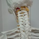 頚椎骨模型